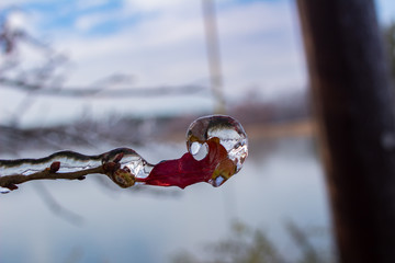 ice branch of a tree in winter