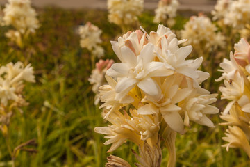 Flowers of the double-flowered cultivar 'The Pearl'