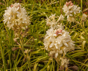 Flowers of the double-flowered cultivar 'The Pearl'