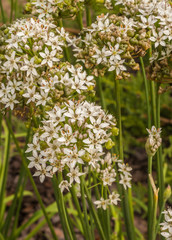 Blooming Allium ramosum, called Fragrant-flowered Garlic in garden