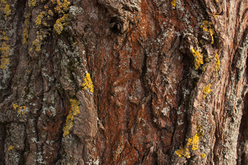 Yellor and red lichen on willow bark texture closeup