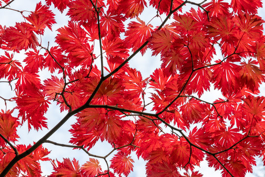 feuilles d'erable