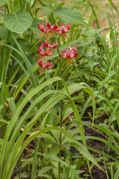 Martagon or turk's cap lily, lilium martagon  'Claude Shride'