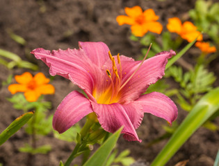 Hemerocallis  (daylily) «Sammer Wine» in garden