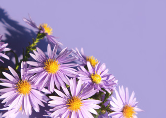 Fototapeta premium The little purple asters on a purple background. Bouquet of autumn flowers.