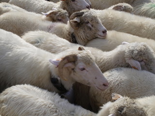stado owiec i baranów