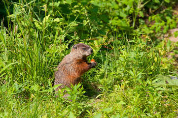 Groundhog in nature reserve in Canada