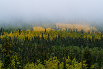Forest and trees in dramatic fog during fall in Alaska
