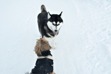 dogs playing in the snow, frolicking huskies and Terriers, funny active dogs