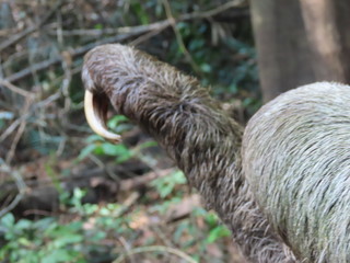 sloth in the jungle