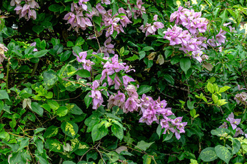 purple flowers in the garden