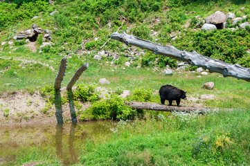 Brown bear in nature reserve in Canada