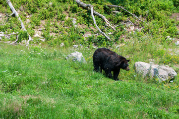 Obraz na płótnie Canvas Brown bear in nature reserve in Canada