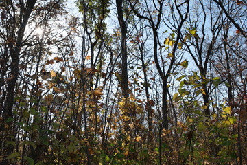 trees in autumn