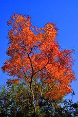 Fototapeta na wymiar 嵐山の紅葉