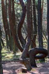 curved tree trunks, forest growth anomaly, crooked trees, inexplicable