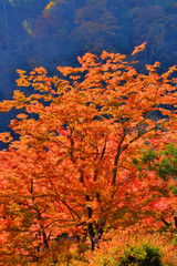 Obraz na płótnie Canvas 嵐山の紅葉