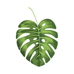 Poster Monstera Tropical vector illustration with monstera  leaves on white background. 