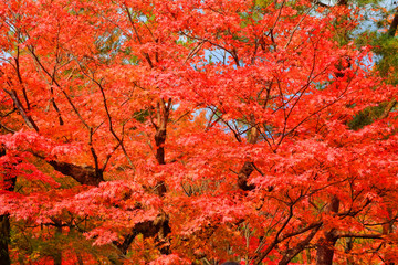 嵐山の紅葉