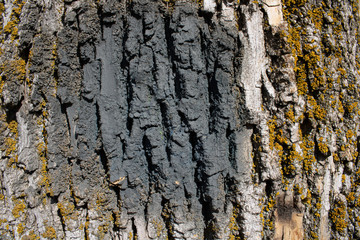 Textured old tree bark.Beautiful nature background.Eco style.