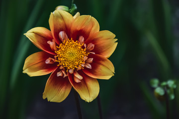 Dahlienschönheit