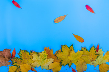 Fototapeta na wymiar Colorful autumn leaves on blue background