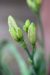 Lily Buds I