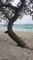 Tree Growing on Murrays Beach Jervis Bay Australia