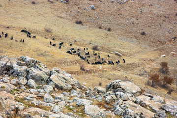 Herd of Grazing Sheep Scattered Across Rocky Arid Hillside Landscape