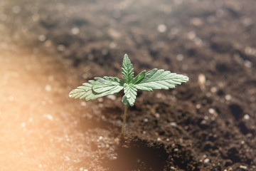indoor marijuana for medical purposes 