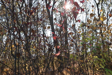 tree in the forest