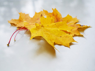 Small pile leafs on a metal surface, Concept autumn, fall season, Yellow and orange color.