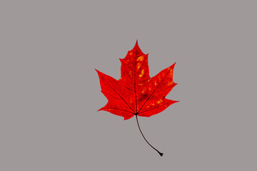 Ein buntes Ahornblatt vor einfarbigen, grauem Hintergrund