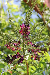 American Wisteria II