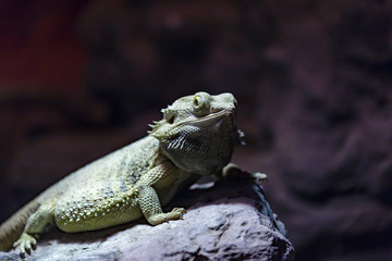 lizard