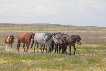 Fototapeta na wymiar Herd of Wild Horses in the Utah Desert in Spring