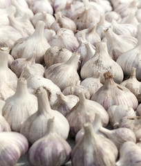 fresh garlic crop, close up