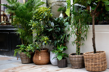 A boutique plant shop in the city of London.