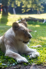 Obraz premium the lioness in various sitting positions, the lioness rests on the green lawn