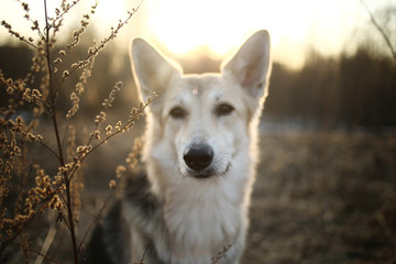 Cute bastard dog closeup outside at nature