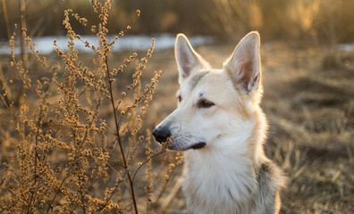 Cute bastard dog closeup outside at nature