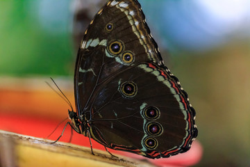 giant exotic butterfly, Giant Owl butterfly Caligo
