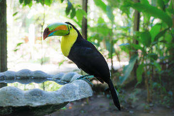 Keel-billed Toucan, Ramphastos sulfuratus, at a pool in Macaw Mountain Bird Park, Copan Ruinas,...