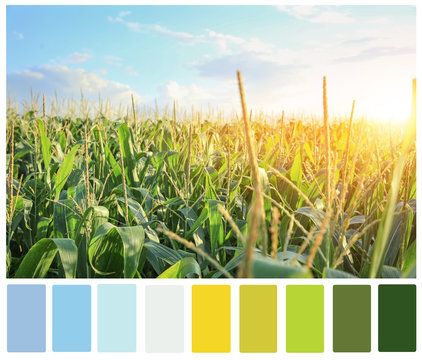 Green corn field on summer day. Different color patterns
