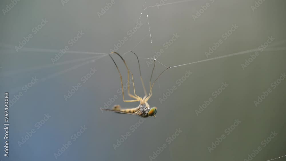 Canvas Prints a large gadfly caught in the web. a large fly hangs and twitches on the web with its paws up. macro 