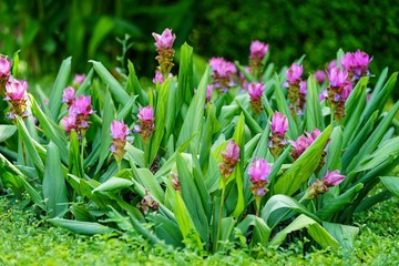 spring flowers in the garden
