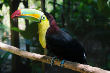 Fototapeta premium Keel-billed Toucan, Ramphastos sulfuratus, in Macaw Mountain Bird Park, Copan Ruinas, Honduras