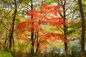 水辺の紅葉