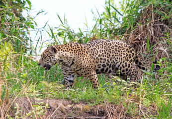Beautiful side profile of a full bodied jaguar (Panthera Onca) walking along the shoreline of the Pantanal River in Mto Grosso, Brazil