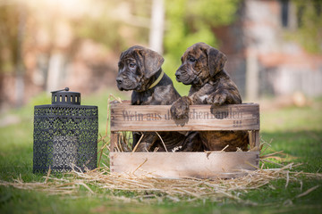 Hundewelpe
